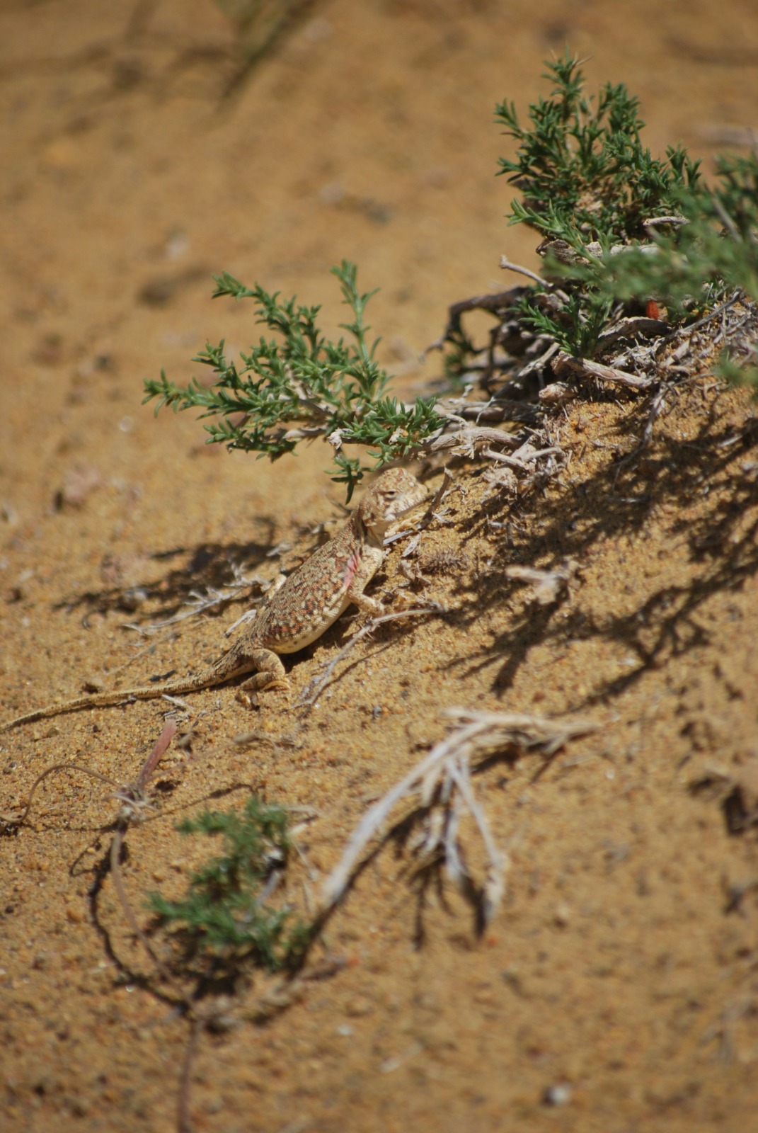 Kazakhstan mountains trekking